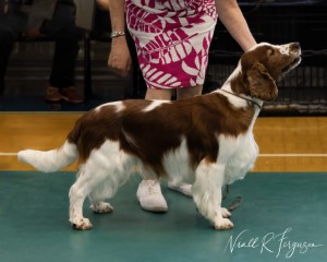 Champion Dog 